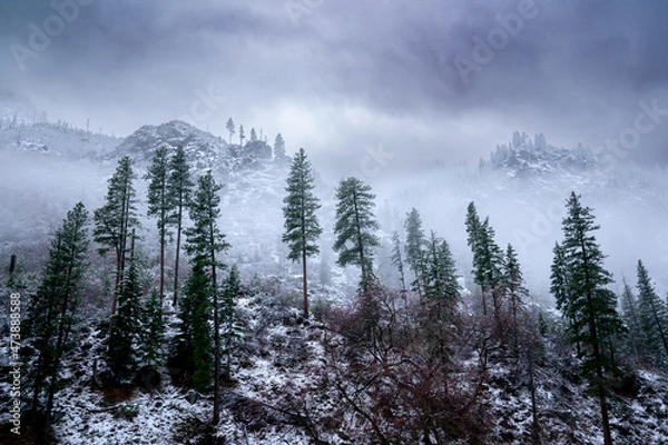 Obraz snow covered trees in mountains