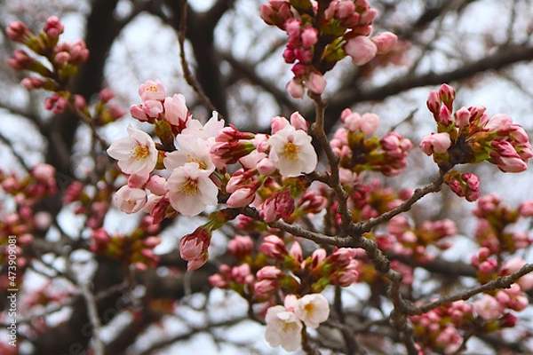 Obraz 日本宮城県仙台市で桜の花の開花具合いを観測している仙台管区気象台が観測対象としている標本木。この桜の木が花が咲くと仙台で「開花宣言」が行われる。2020年3月28日にこの年の「開花宣言」が行われた当日の写真。