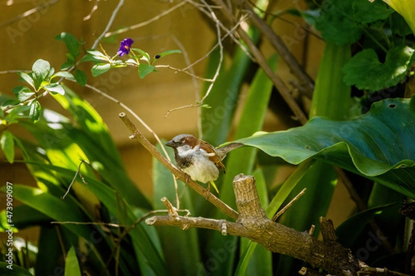 Fototapeta Bird sitting on tree branch