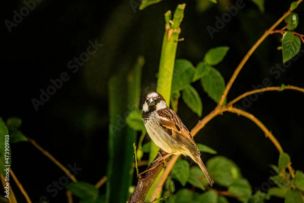 Fototapeta Bird sitting on tree branch
