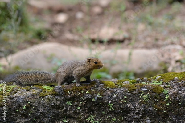 Fototapeta Callosciurus notatus,  The plantain squirrel, oriental squirrel is a species of rodent in the family Sciuridae found in Indonesia