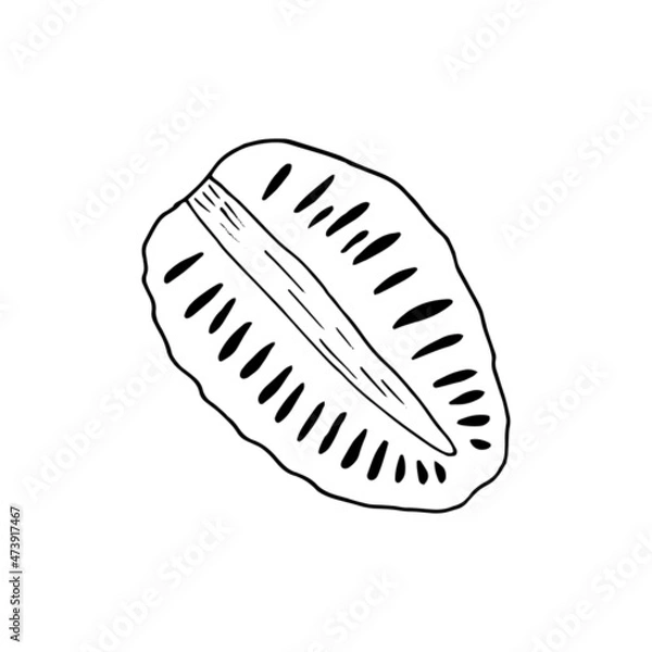 Fototapeta noni fruit slice hand drawn doodle. vector, minimalism, scandinavian, monochrome, nordic, sketch. icon, sticker, label, isolated. superfood, food.