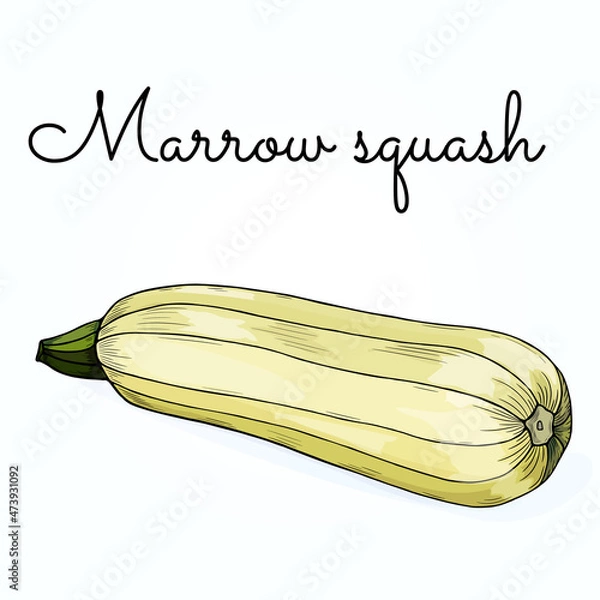 Fototapeta Vegetable: marrow squash, zucchini. Outline freehand drawn. Color vector illustration isolated on white background. Separate objects. Stylized linear sketch.