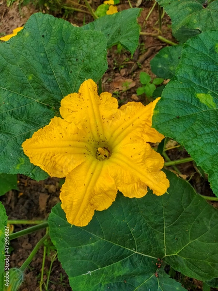 Obraz yellow flower on green background
