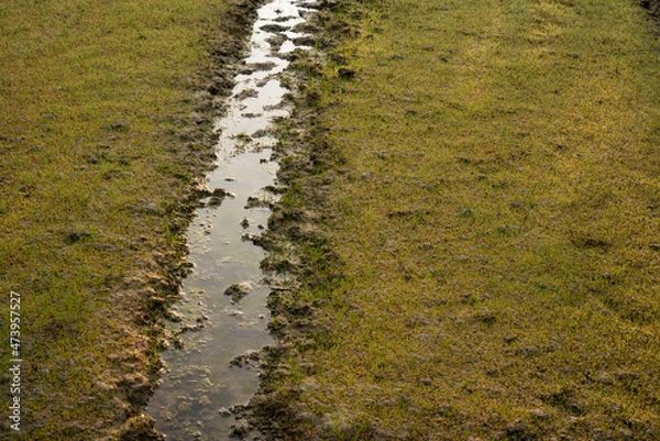 Obraz Rice Seedlings