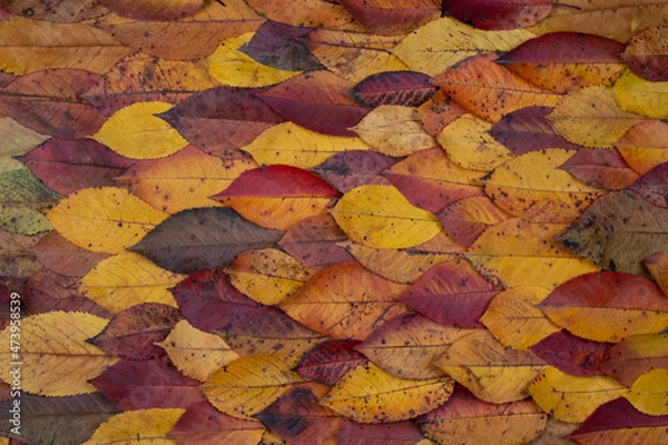Obraz Composition of bright multi-colored autumn leaves stacked on top of each other. Autumn concept.