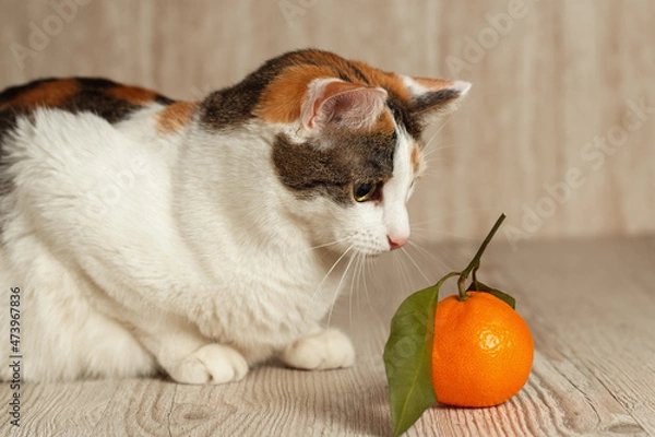 Fototapeta A tricolor cat is playing with a tangerine