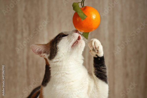 Fototapeta A tricolor cat is playing with a tangerine