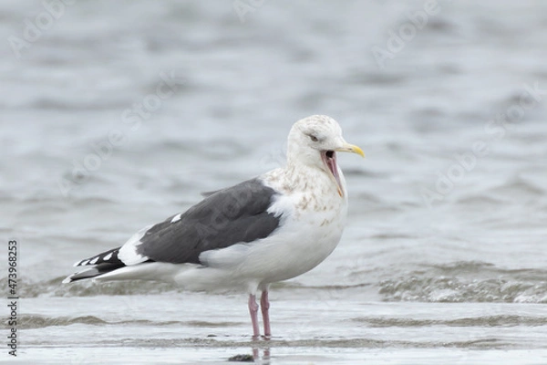 Obraz 大きく口を開けるカモメ
