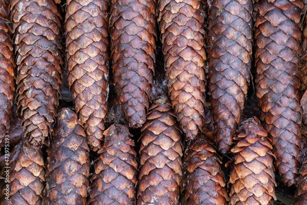 Fototapeta Group of ordered brown autumn forest cones.