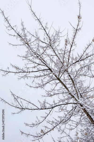 Obraz Frozen wooden branch covered by snow on the winter sky background.