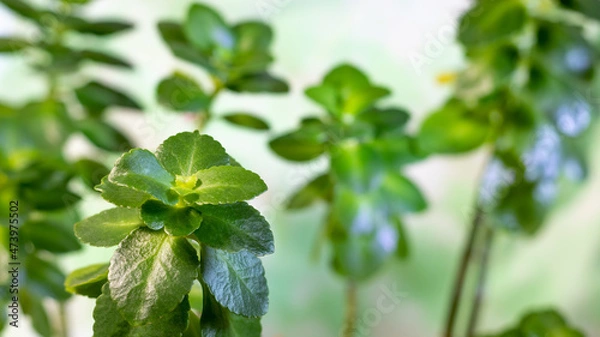 Fototapeta Fresh green Kalanchoe leaves on the blurred floral background. Copy space. Kalanchoe blossfeldiana.