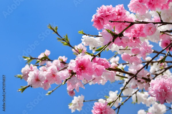 Fototapeta 紅白の花が咲く源平桃