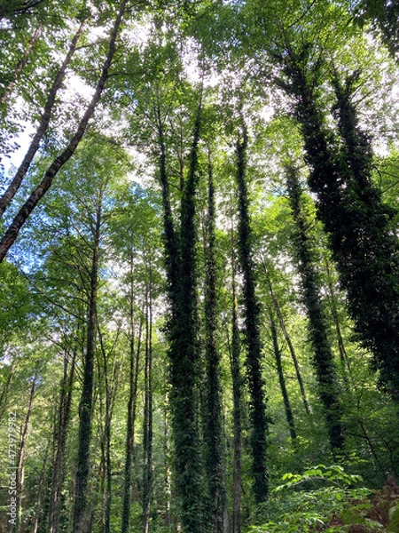 Obraz Forest and jungle thickets. Bottom up view. Mobile photography.