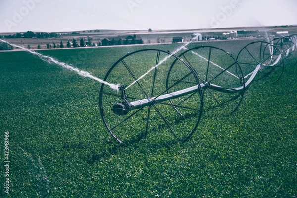 Fototapeta Irrigation sprinkler splashing water in the green field
