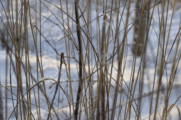 Obraz reeds on the lake
