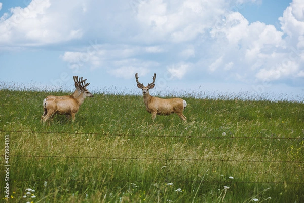 Fototapeta Two deer standing in the grassy field under the blue sky