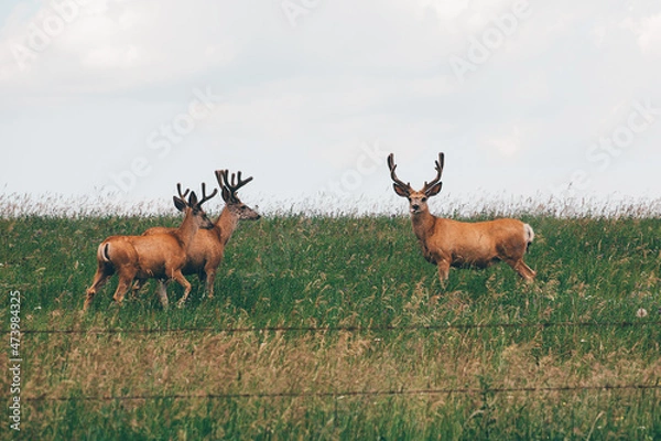 Fototapeta Two deer standing in the grassy field under the blue sky