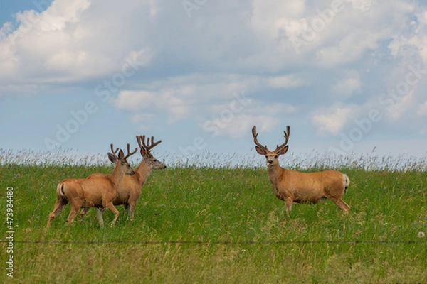 Fototapeta Two deer standing in the grassy field under the blue sky