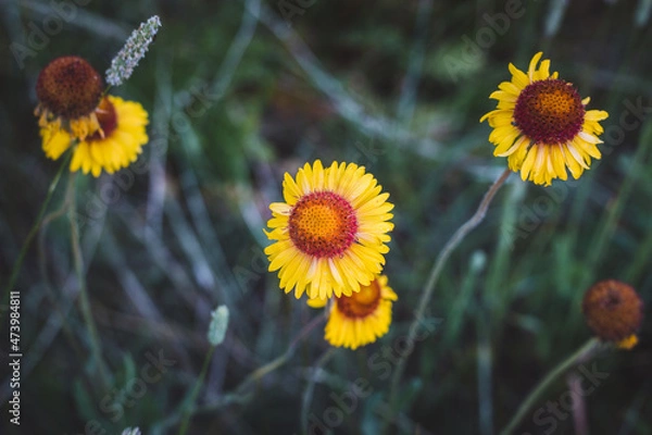 Fototapeta Flower with the blurred background viewed from above