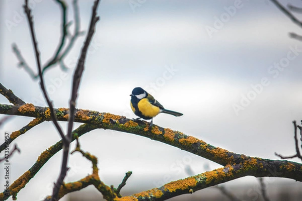 Obraz titmouse close-up on a tree branch