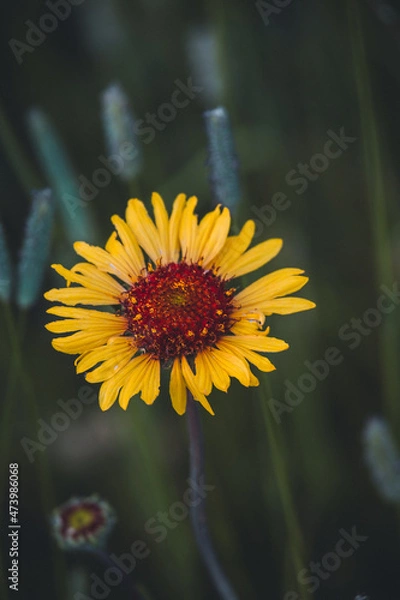 Fototapeta Flower with the blurred background viewed from above
