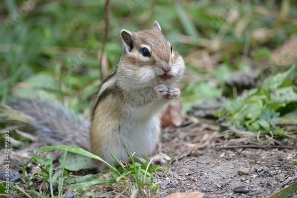 Obraz Chipmunk