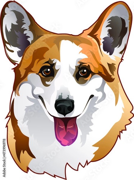 Fototapeta portrait dog of breed corgi 