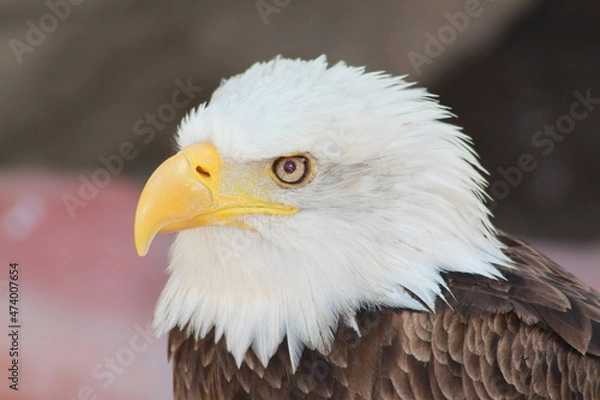 Obraz american bald eagle
