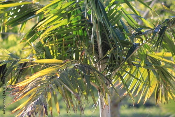 Obraz coconut palm tree
