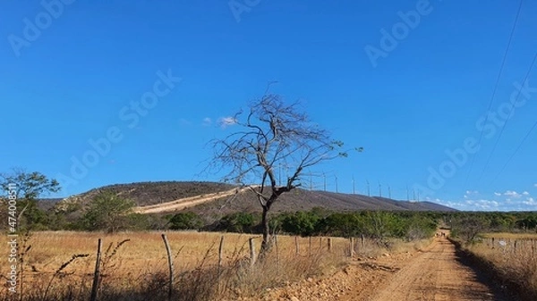 Obraz landscape with trees
