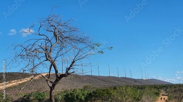 Obraz tree in the field
