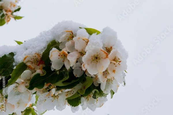 Fototapeta White Apple blossoms in snow
