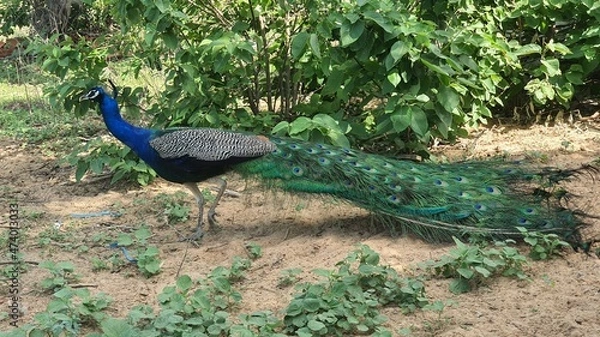 Obraz peacock in the garden