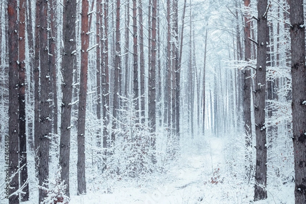 Fototapeta Snow-covered forest path.