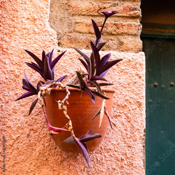 Obraz decorative vase with plant