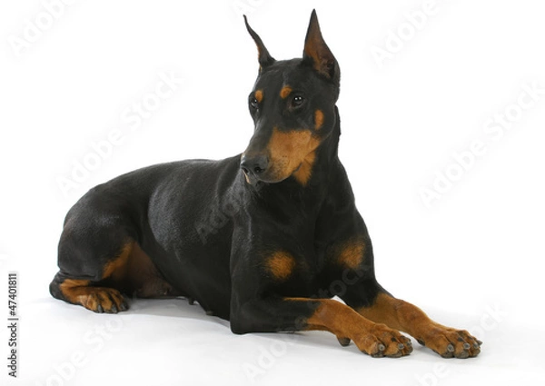 Fototapeta doberman pinscher