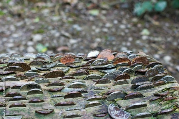Obraz Coins in a log