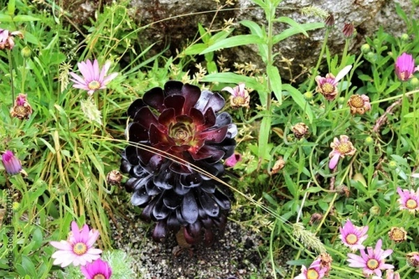 Obraz Aeonium amongst pretty flowers