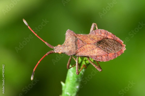 Obraz Squash bug Coreus marginatus