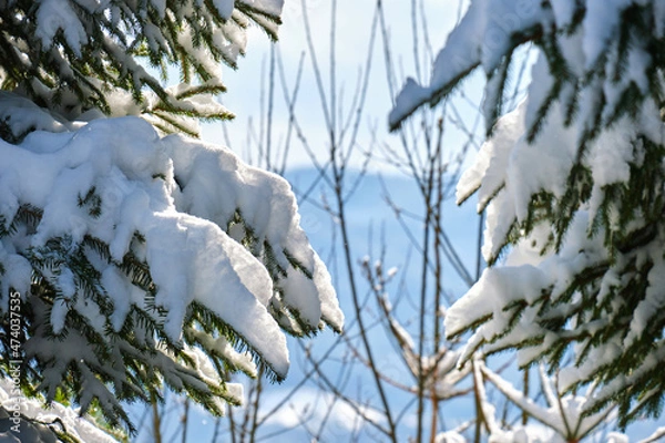 Obraz Closeup of pine tree branches covered with fresh fallen snow in winter mountain forest on cold bright day