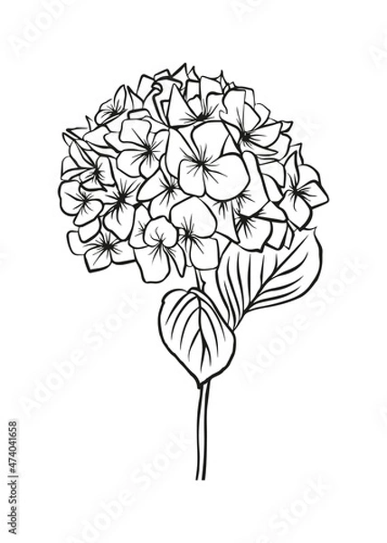 Fototapeta Contour drawing of a hydrangea branch. Vector isolated clipart.