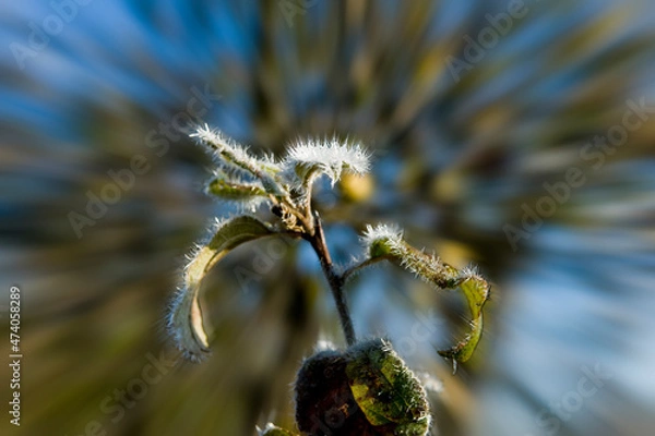 Obraz dandelion in the wind