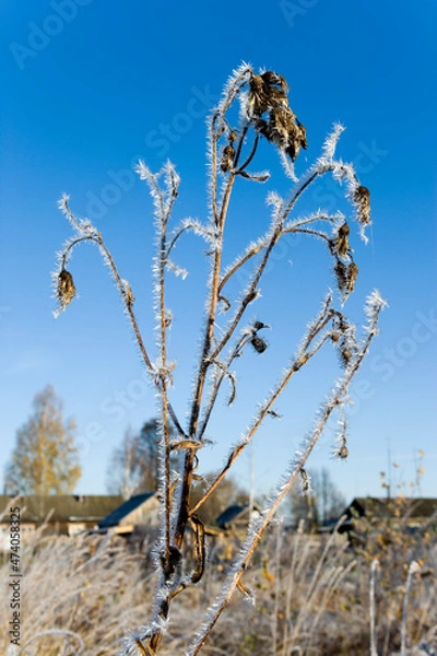 Obraz grass in the wind