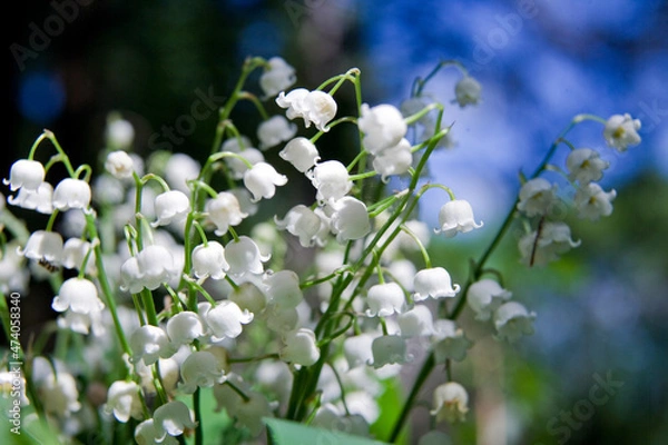 Obraz snowdrops in spring