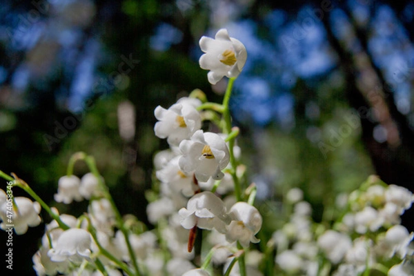 Fototapeta blooming tree