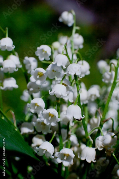 Fototapeta tree blossom