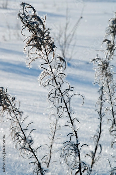 Obraz snow covered branches