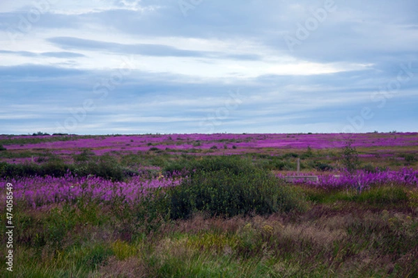 Obraz lavender field in region