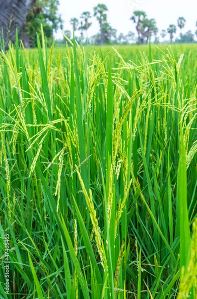 Fototapeta Rice field